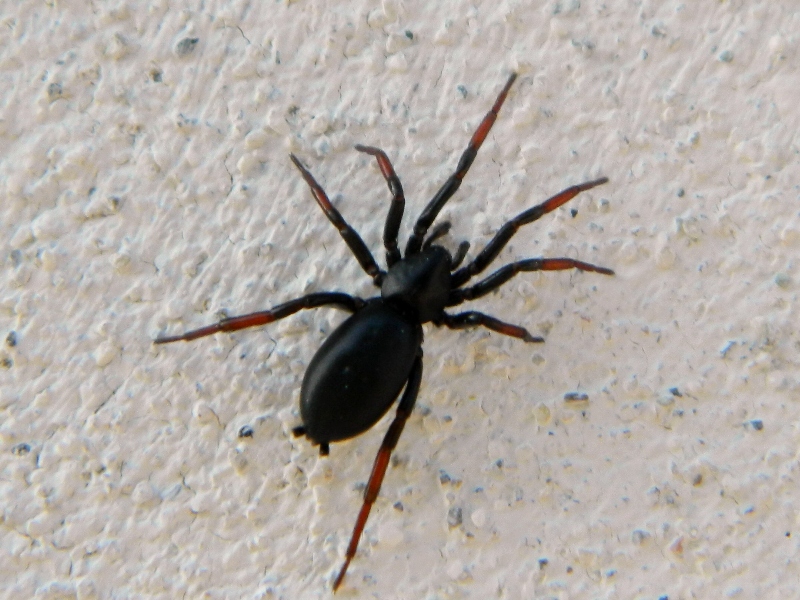 Trachyzelotes pedestris - Viadana (MN)